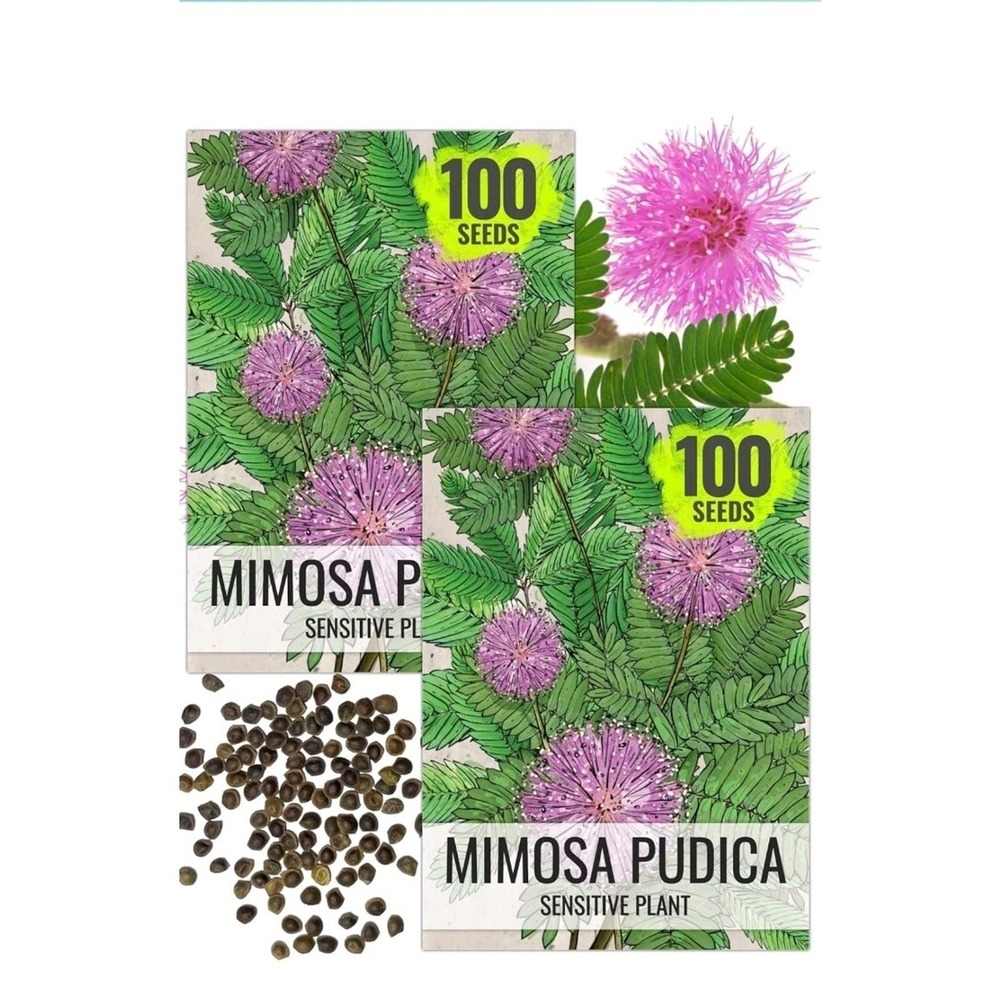 Seed Needs Sensitive Plant Seeds Mimosa pudica Heirloom 200 Seeds Twin Pack